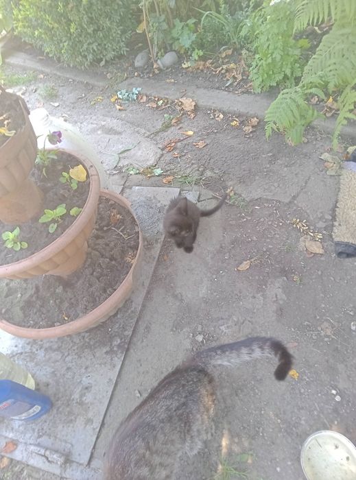 Віддам даром кошеняток,яким два місяці від народження.