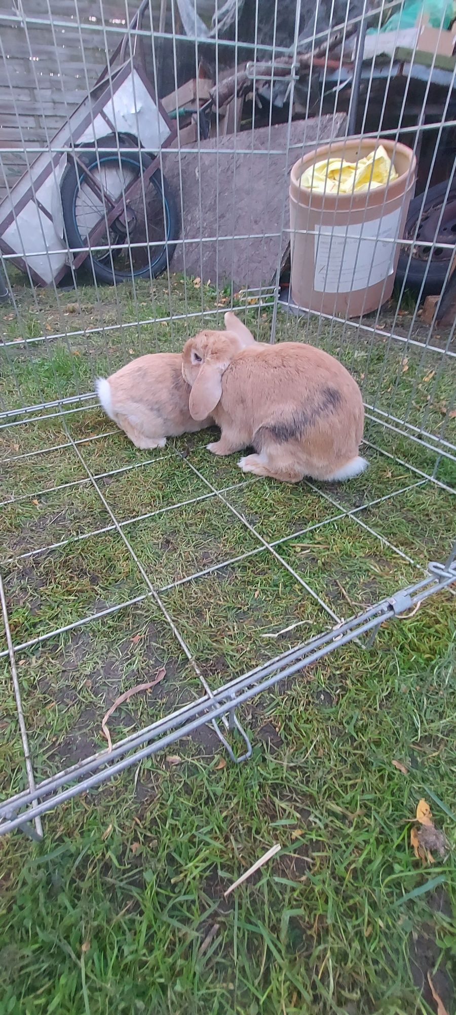 Piękne króliczki
