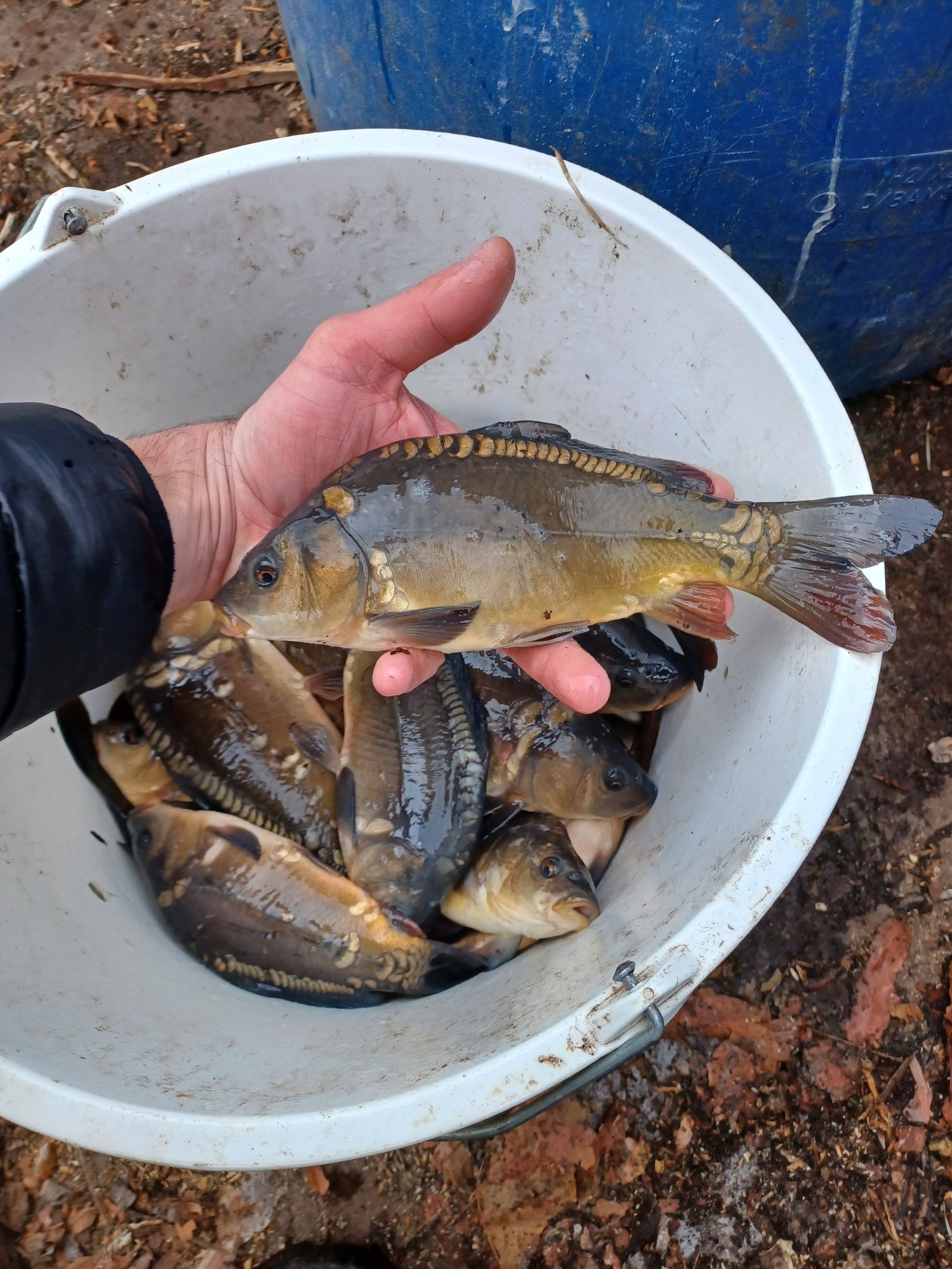 Karp narybek/kroczek. Jesiotry , Amur , Lin , Miętus.