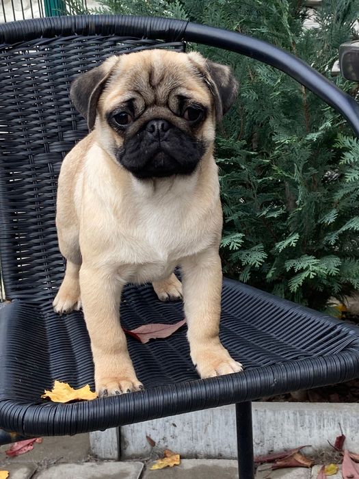 Момси мопси мопси