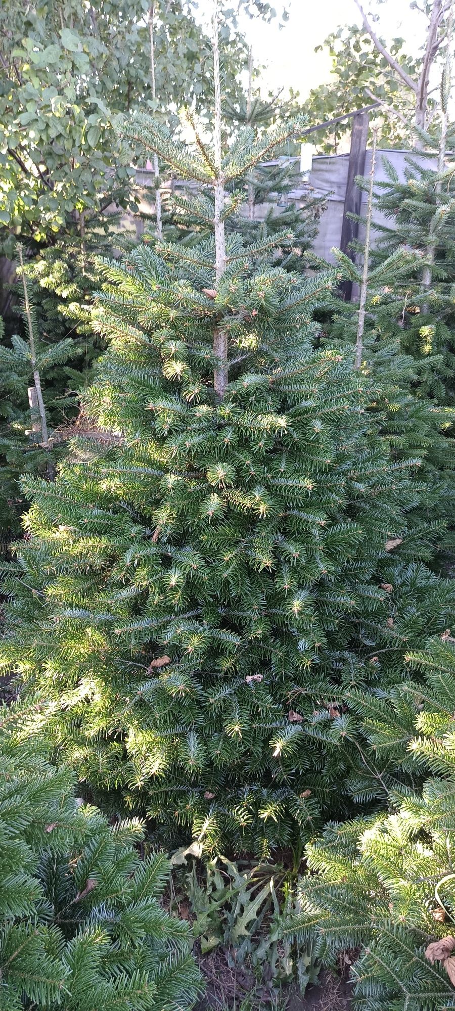 Choinki jodła kaukaska ,świerk sosna