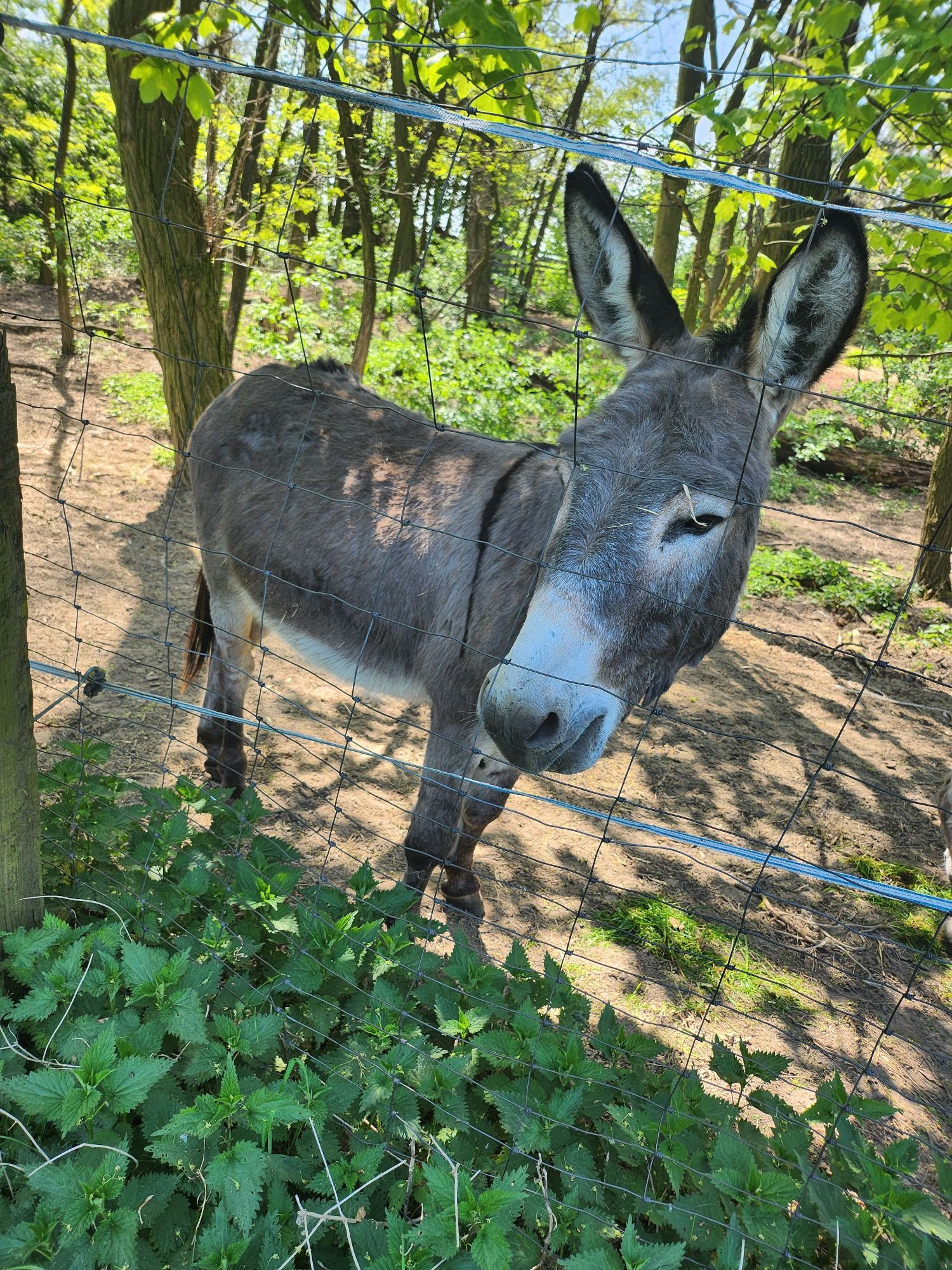 Osiołek i osliczka