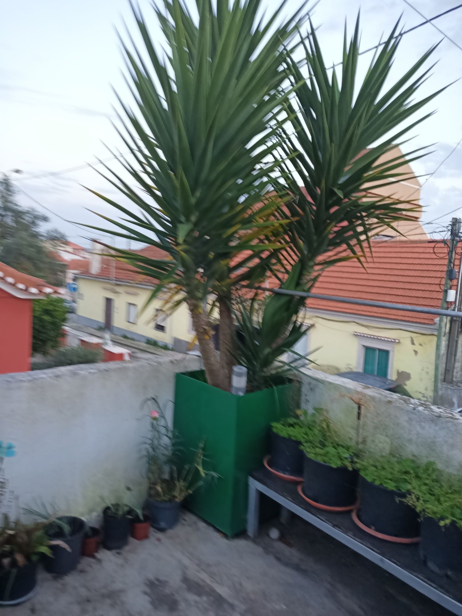 Plantas para jardim