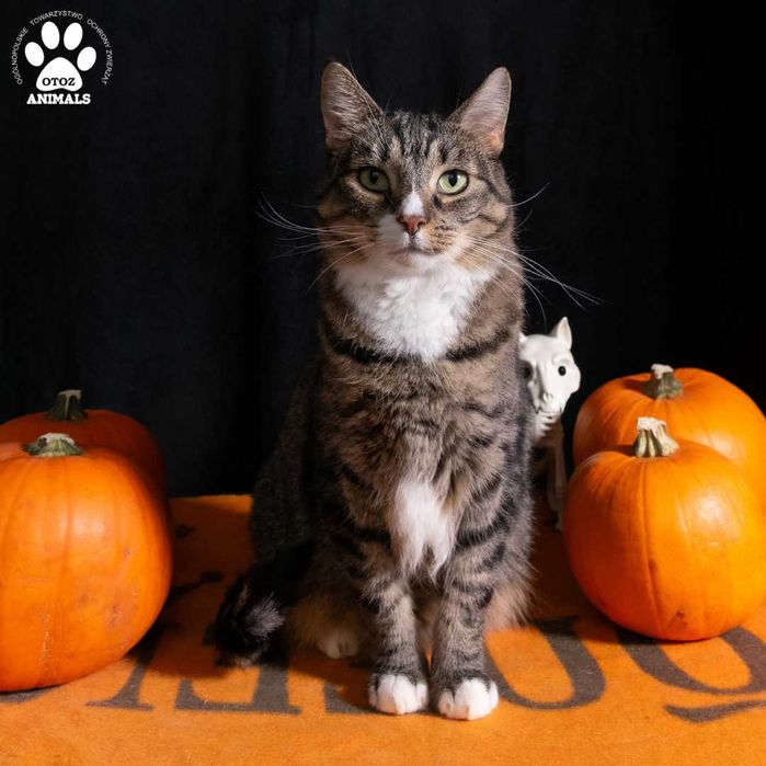 Śliczna kotka Anetka do adopcji!