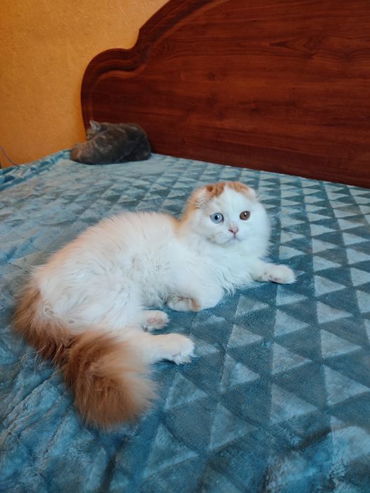 Шотландський котик з різними очима.