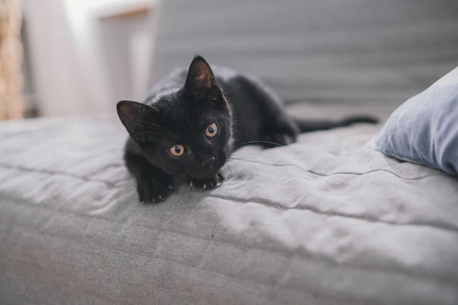 cudne maluchy rozne do adopcji