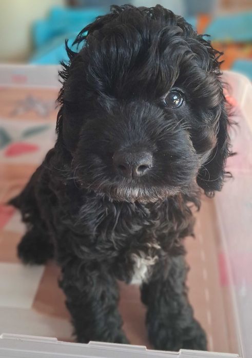 Pudel F1b, piesek, mini, tata pudel biało/ czarny, FCI, badania