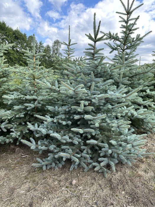 Świerk srebrny sadzenie ogrodzenie transport żywopłot