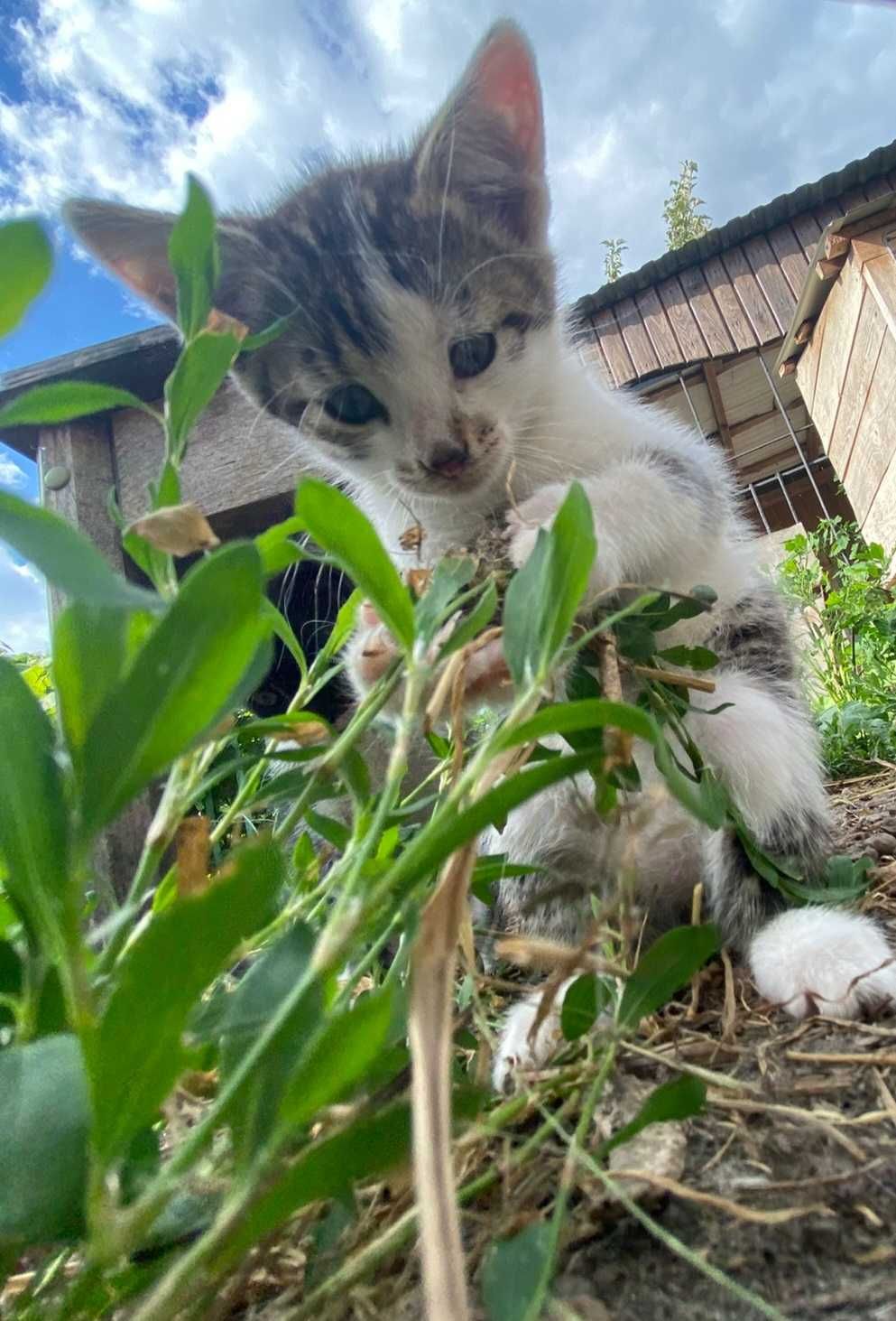 Кіт, киця, котики, кошенята