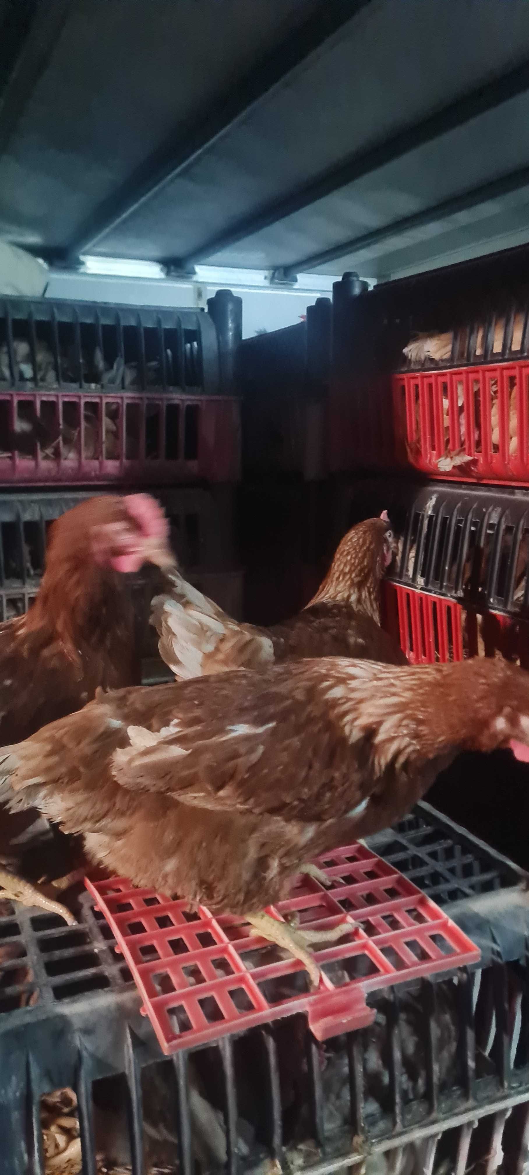 Kury nioski młode z pierwszym jajkiem Rosa Messa Leghorn.Transport ..
