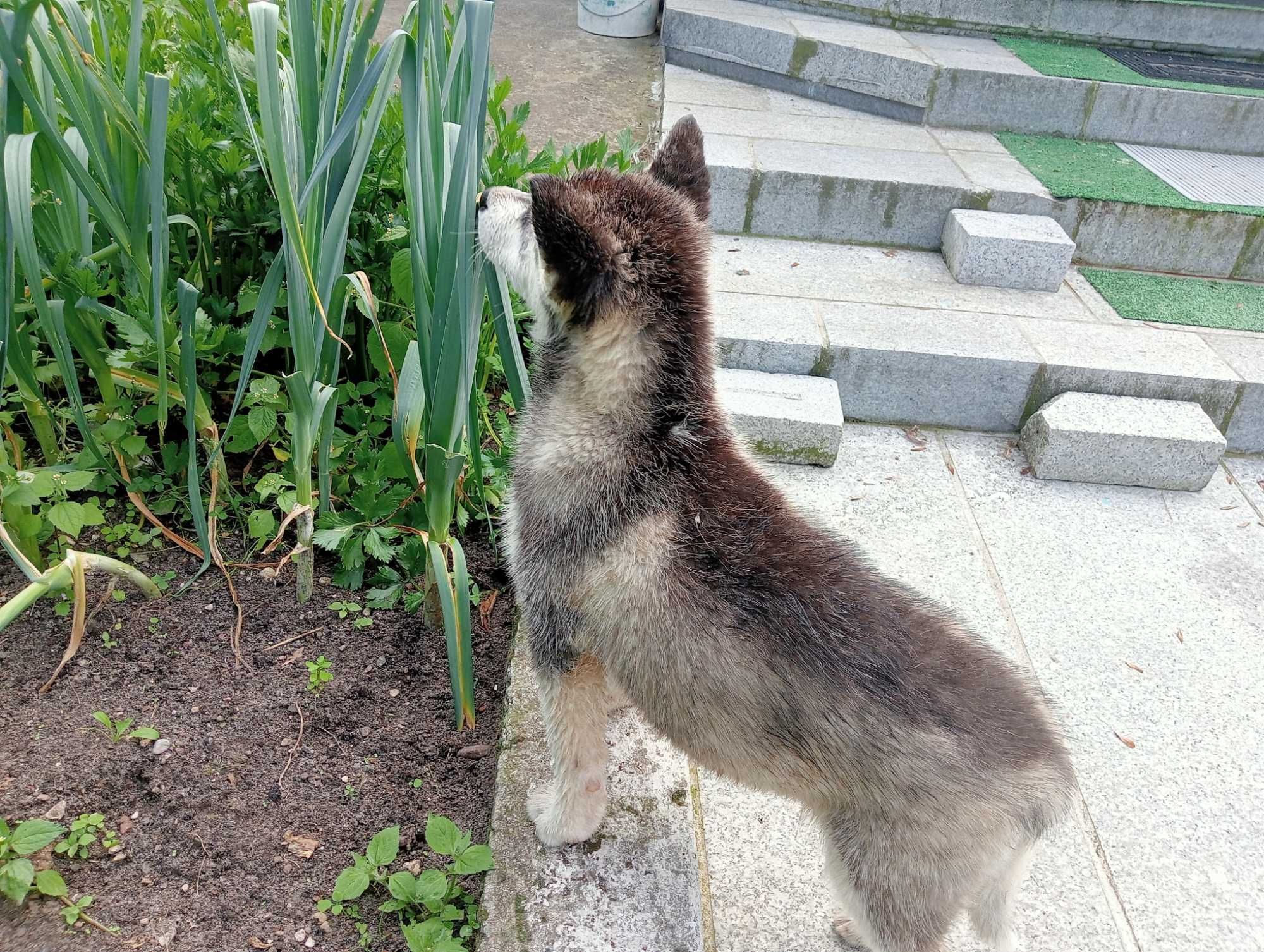 Husky-szczeniak suczka