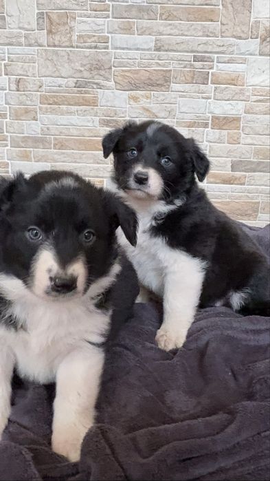 Suczka Border Collie