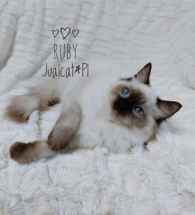 RAGDOLL Kotka seal point Rag a 04 Rodówod FPL do ODBIORU
