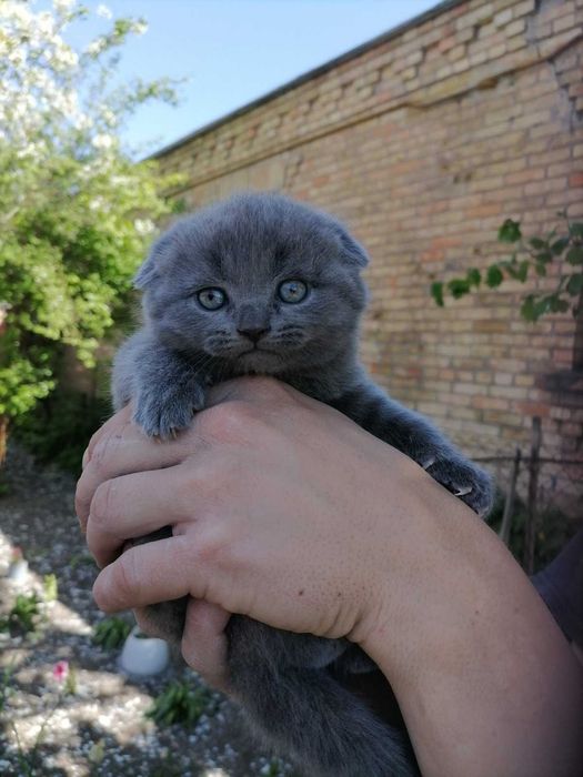 Шотландські кошенята