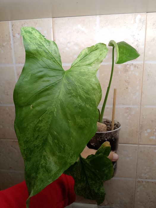 Продам сингониумы(5 видов)