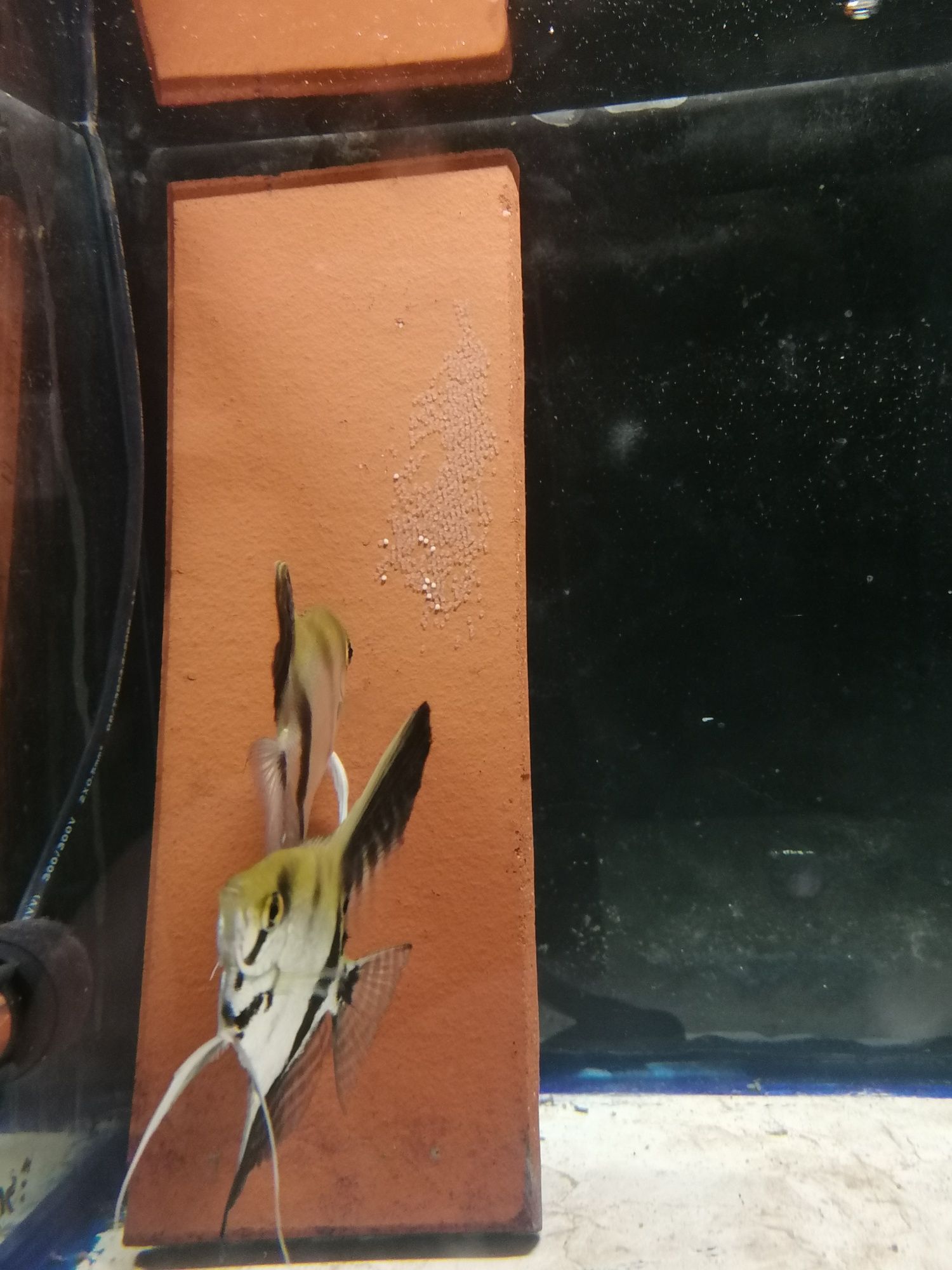 Casal de Escalares Zebra