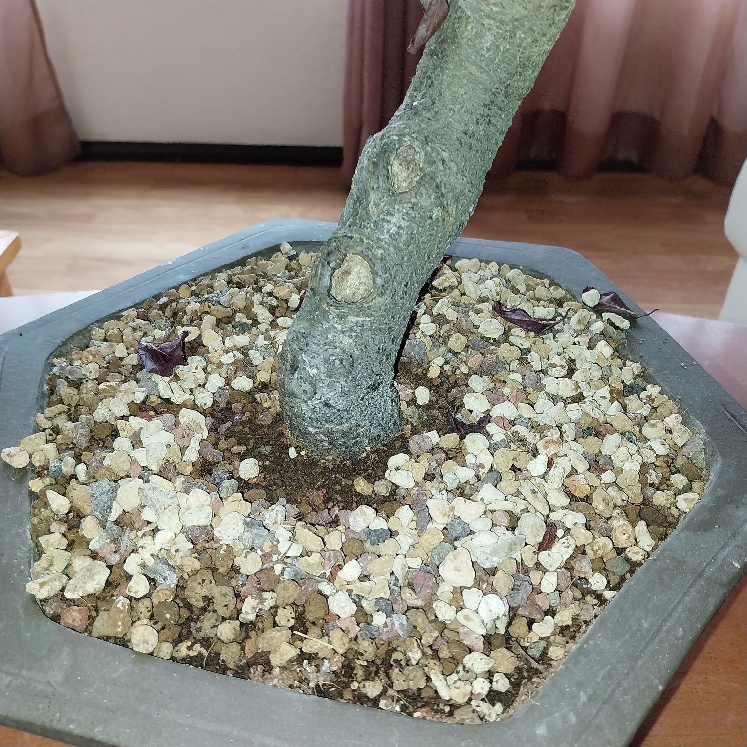 Bonsai Ameixoeira 18 anos