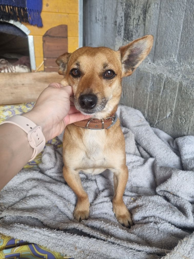 Dumbo - 5 kg, maluszek do adopcji!