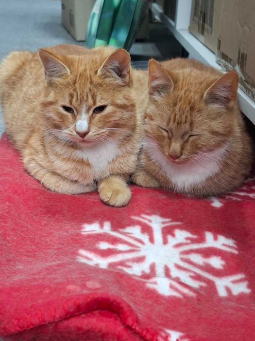 Рыжие мальчики котята подобраны к лотку приучены