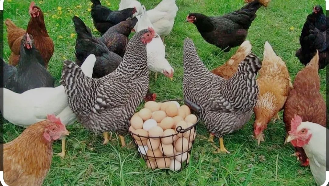 Ovos caseiros saudáveis