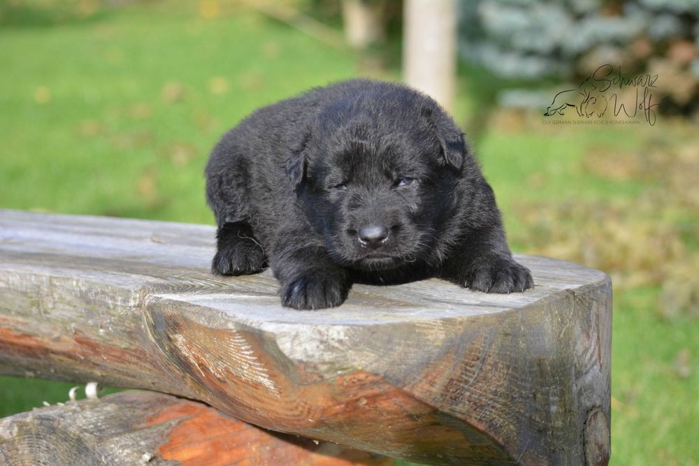 Owczarek staroniemiecki czarny chłopak Linia DDR
