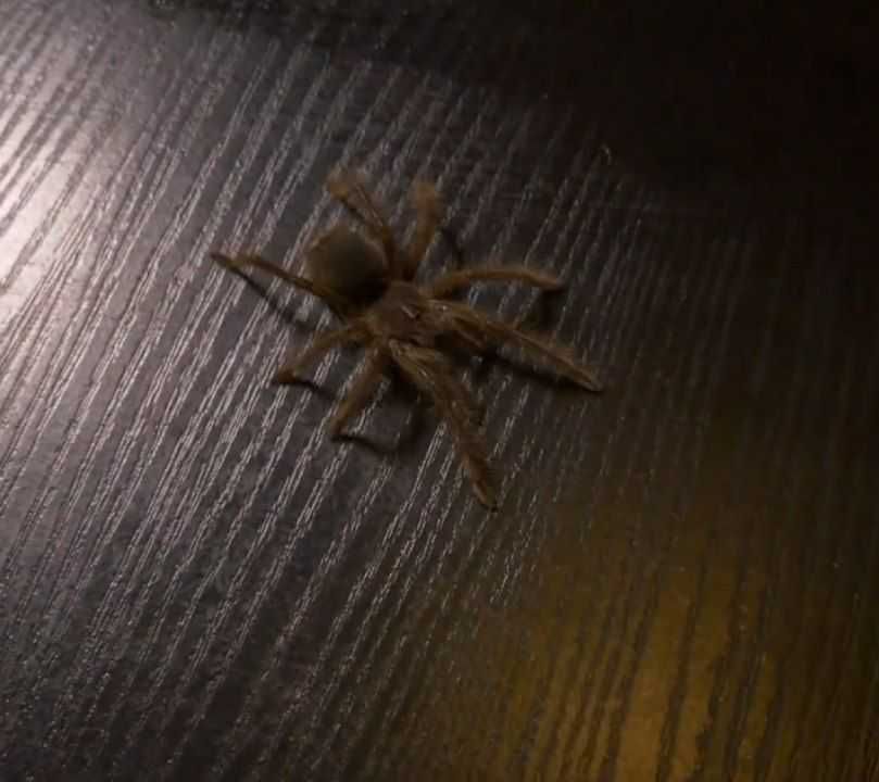 Theraphosa blondi l2/l3