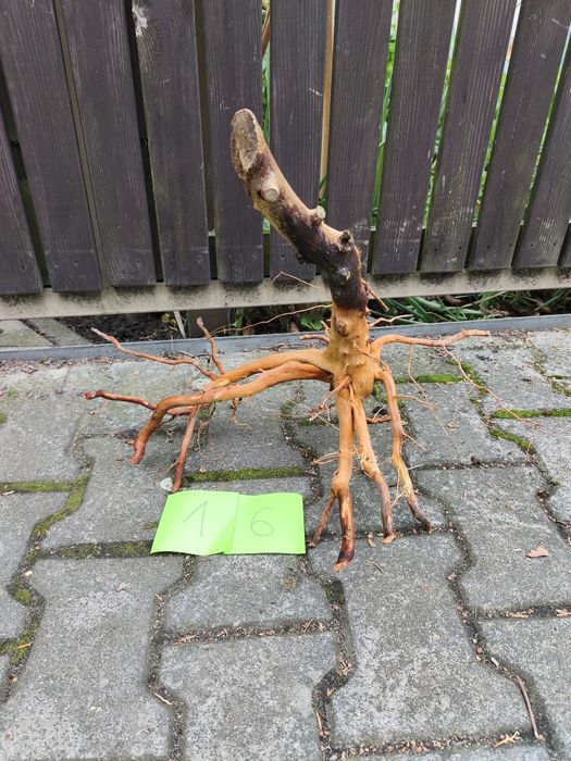 Korzeń nr 16 do akwarium