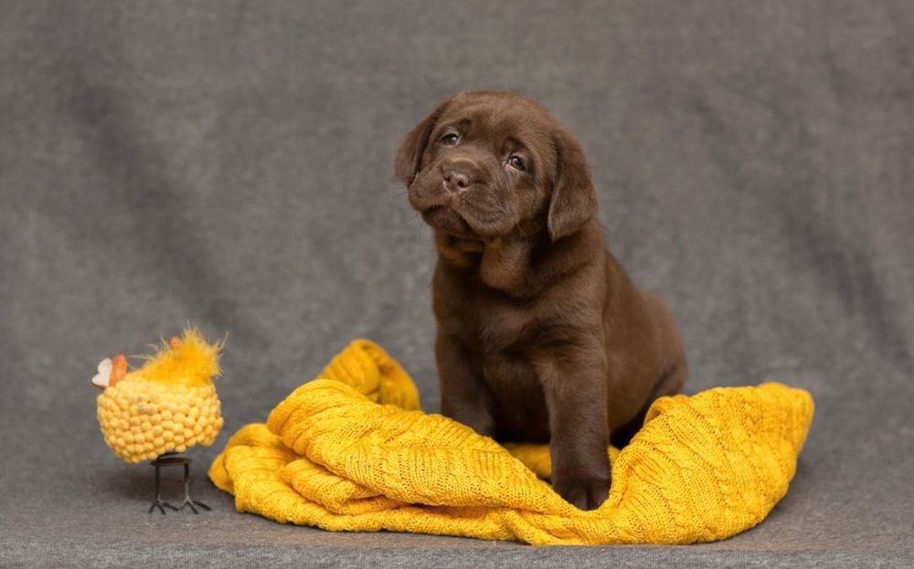 Мишки Лабрадор Ретривер щенки питомника с Доставкой оплата по факту