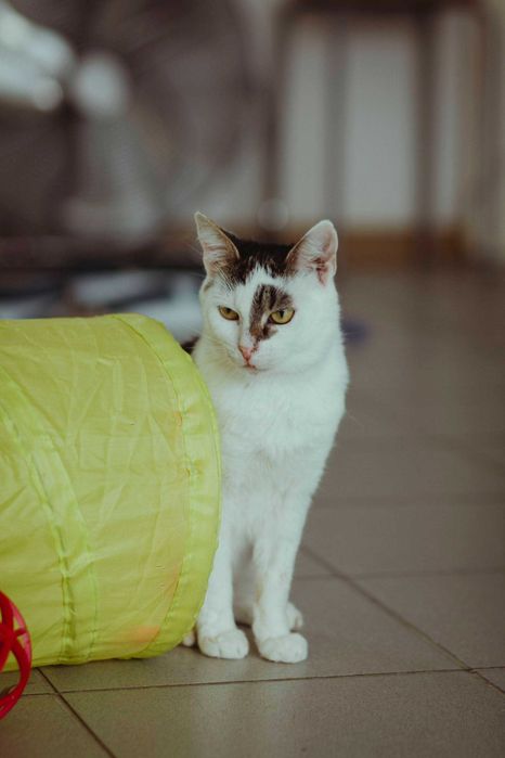 Młoda koteczka do adopcji