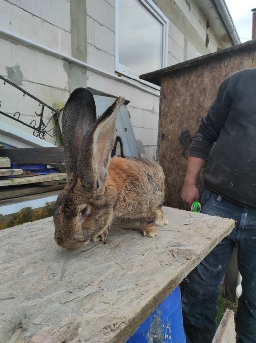 Samczyk Bos z rodowodem