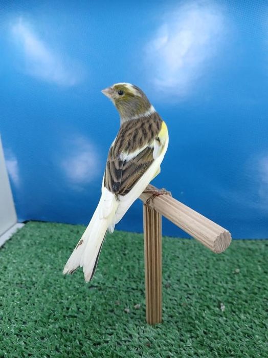 Kanarki Border fiorino tymbrador