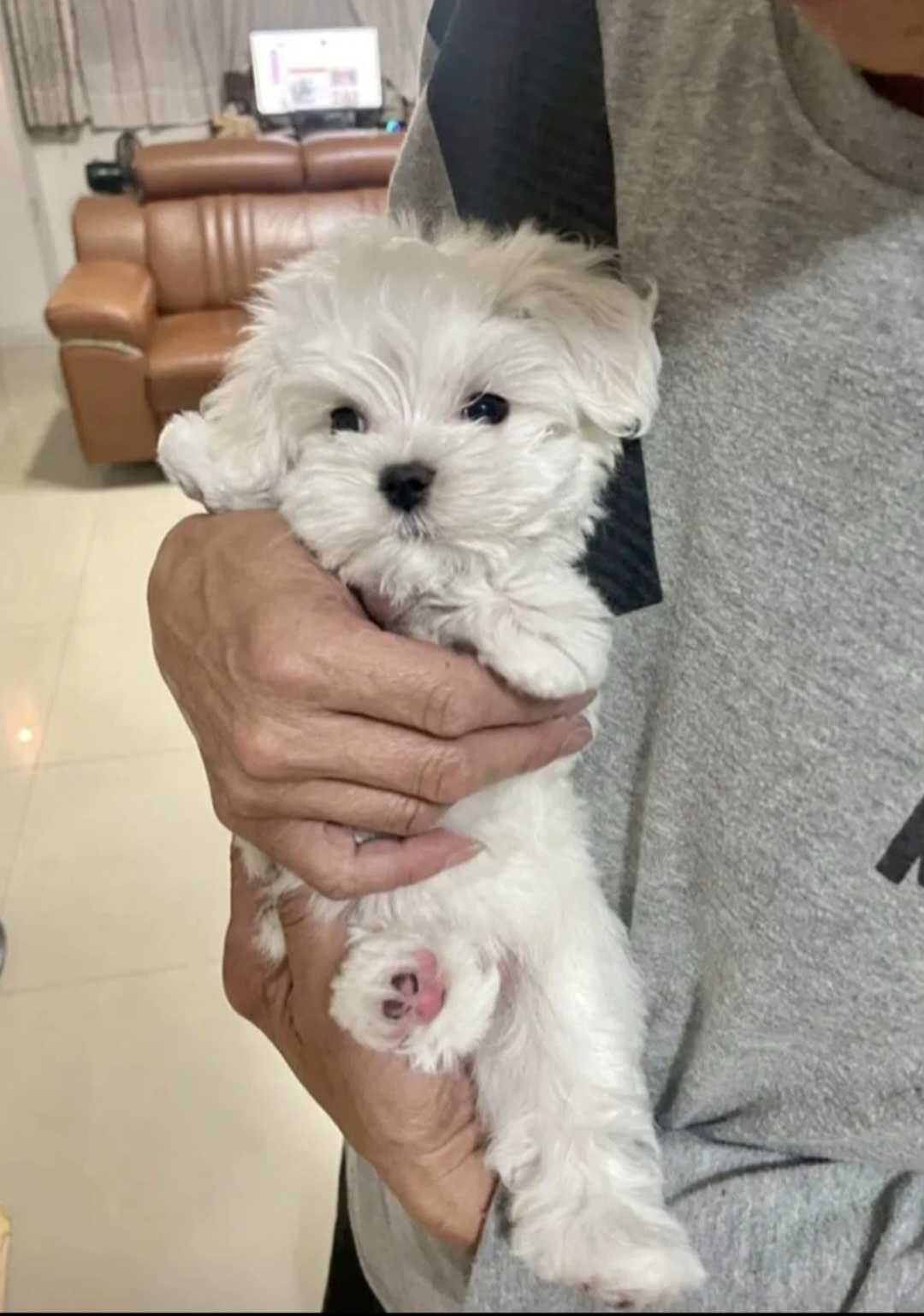 Bichon Maltês Fêmea