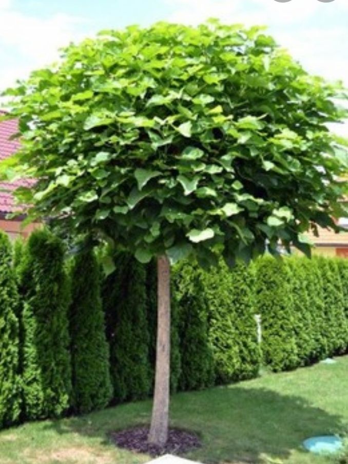 Catalpa Surmia 2m