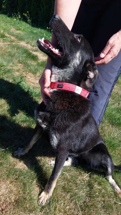 Przyjazny młody Miłek szuka domku