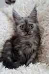 Kotka ns Maine coon