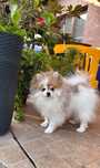 Wyjątkowy Pomeranian puchata kuleczka szuka kochającego domu