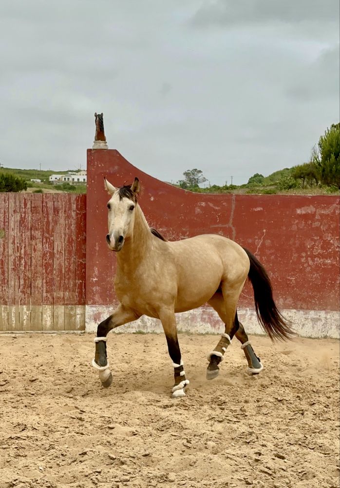 Baio Lusitano 3 anos Montado