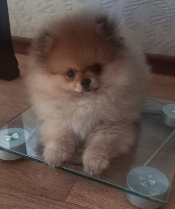 Вязка! Померанский шпиц!  КСУ