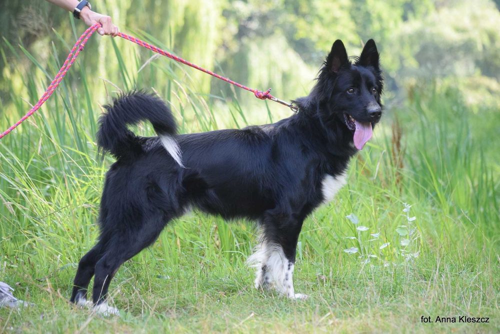 Daktyl – młody pies w typie border collie szuka aktywnego domu!