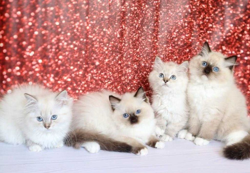 Охайні та чарівні кошенята породи-Ragdoll.