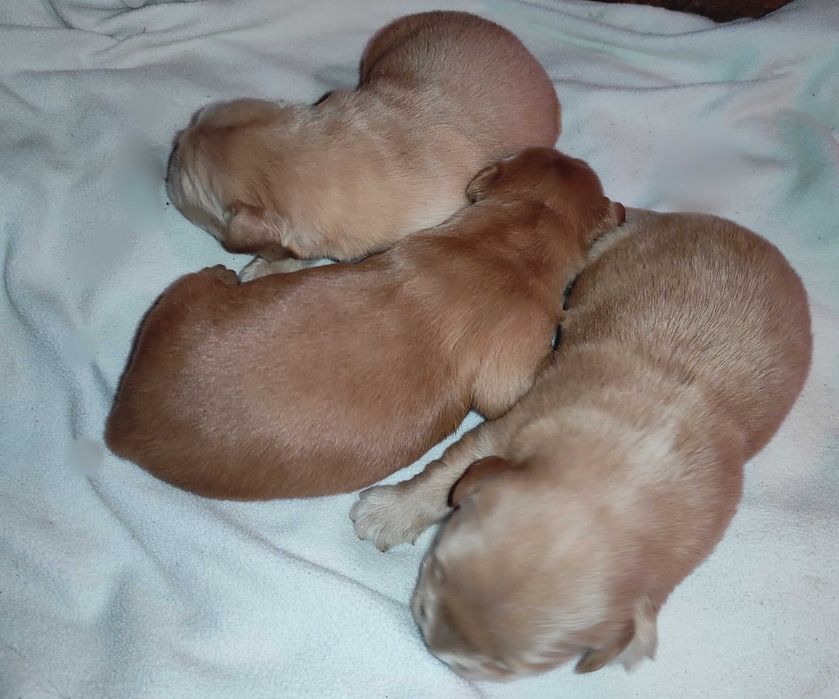 Golden Retriever - ciemno złoty piesek
