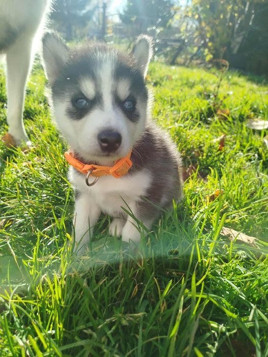 Piękne szczeniak haski Syberian z naszej hodowli