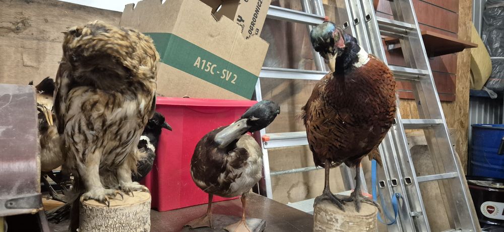 Bazant kura dzik spreparowane