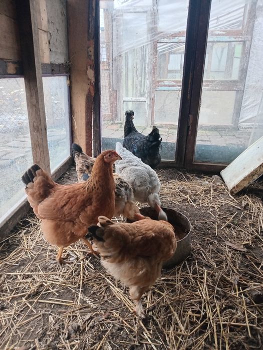 Курчата 3-х місячні ...