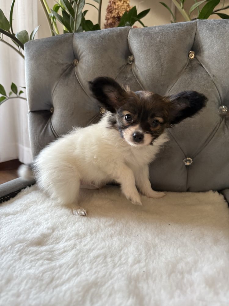 Papillon szczeniak piesek - Spaniel kontynentalny miniaturowy