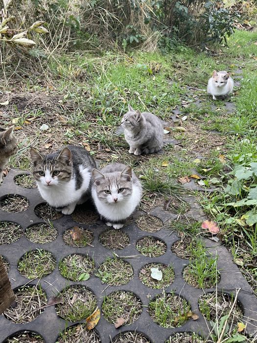 Котики шукають родину