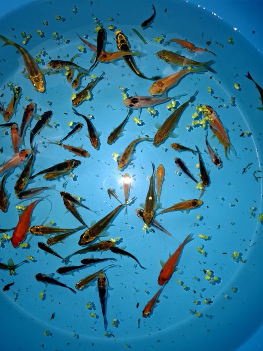 Carpas koi jovens