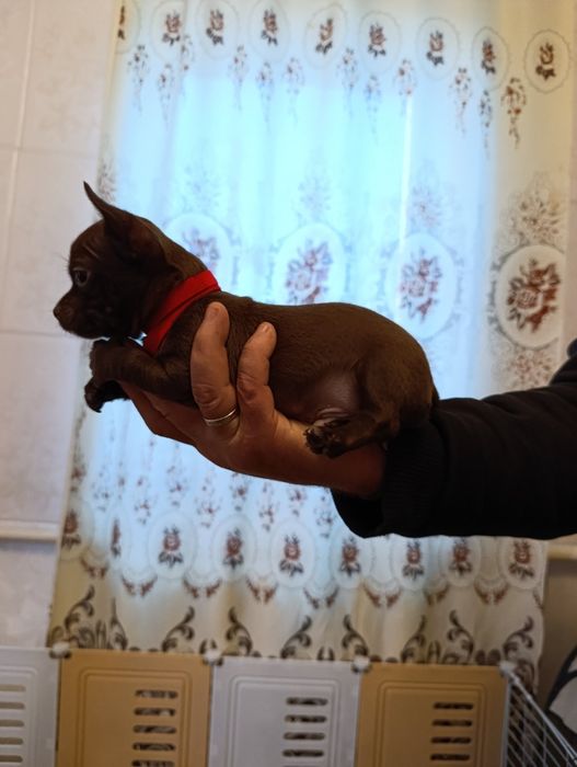 Готовятся к продаже щенки породы чихуахуа