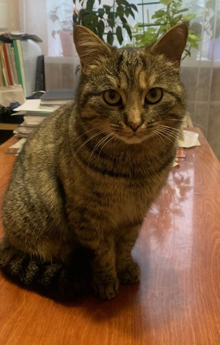 Котята в добрі руки .