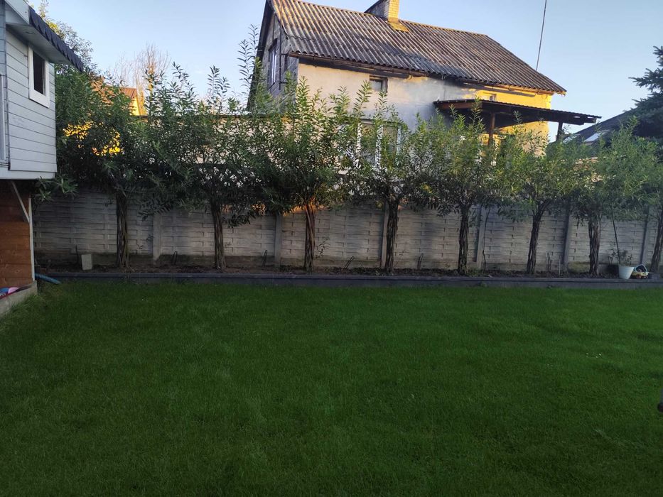 Drzewka wierzby plecione szt 11
